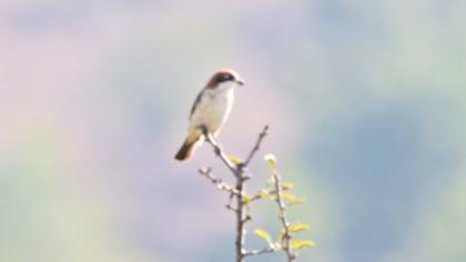 Kızılbaşlı örümcekkuşu