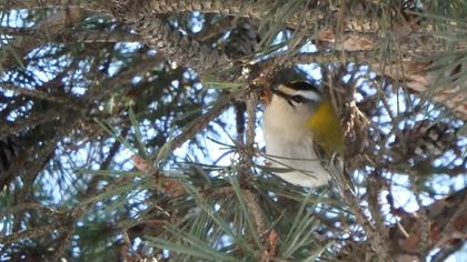 Sürmeli çalıkuşu