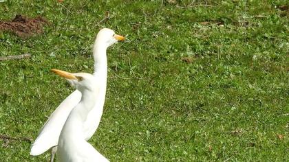 Sığır balıkçılı