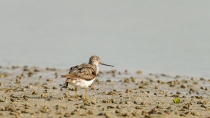 Terek düdükçünü