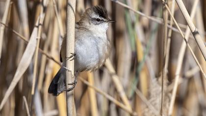 Bıyıklı kamışçın