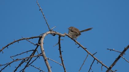 Dikkuyruklu ötleğen