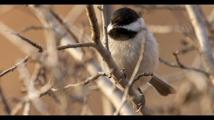 Akyanaklı baştankara