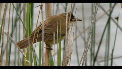 Büyük kamışçın