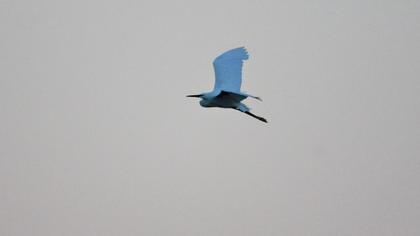 Küçük ak balıkçıl