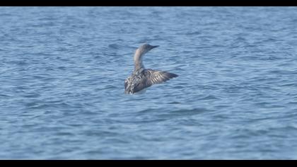 Karagerdanlı dalgıç