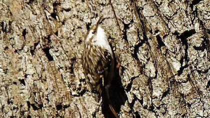 Orman tırmaşıkkuşu