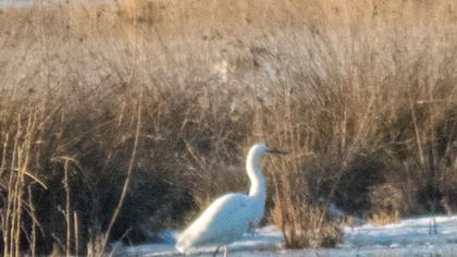 Küçük ak balıkçıl