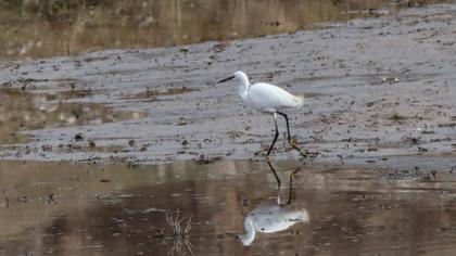 Küçük ak balıkçıl