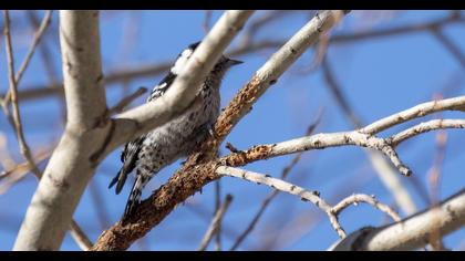 Küçük ağaçkakan