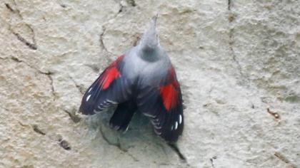 Duvar tırmaşıkkuşu