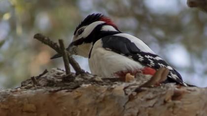 Orman alaca ağaçkakanı