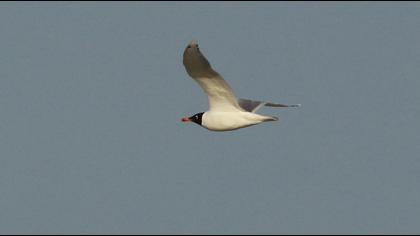 Büyük karabaş martı