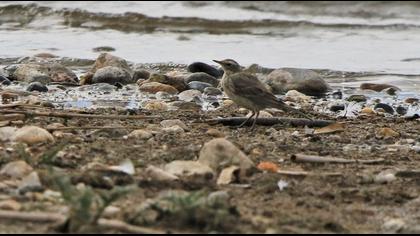 Dağ kuyruksallayanı