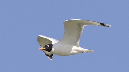 Büyük karabaş martı
