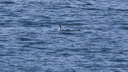 Kızılgerdanlı dalgıç