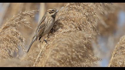 Bataklık Kirazkuşu