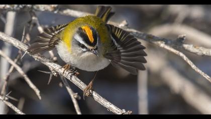 Sürmeli çalıkuşu
