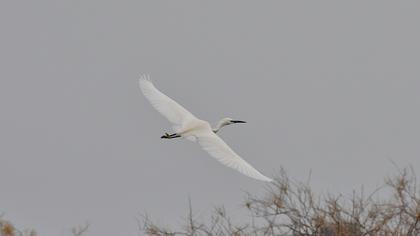 Küçük ak balıkçıl