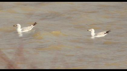 Van gölü martısı