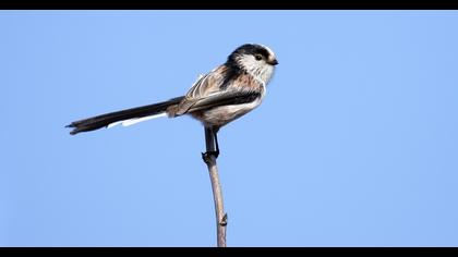 Uzunkuyruklu baştankara