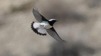 Aksırtlı kuyrukkakan