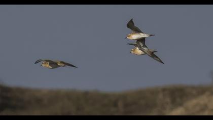 Küçük altın yağmurcun