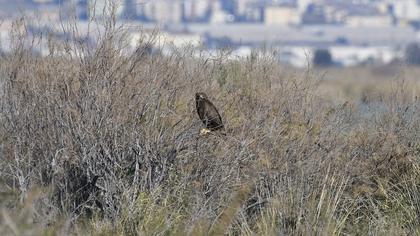 Küçük orman kartalı