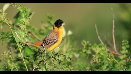 Karabaşlı kirazkuşu