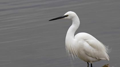 Küçük ak balıkçıl