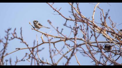 Uzunkuyruklu baştankara