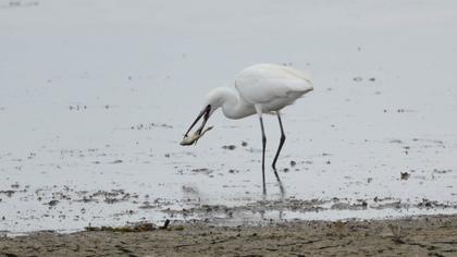 Küçük ak balıkçıl
