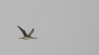 Kızılgerdanlı dalgıç