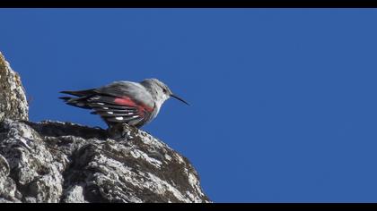 Duvar tırmaşıkkuşu