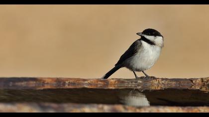 Akyanaklı baştankara