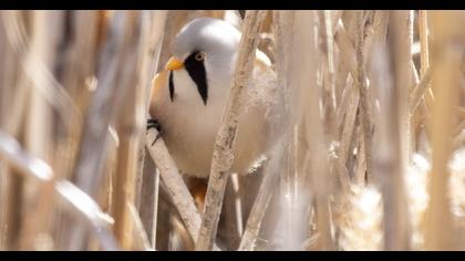 Bıyıklı baştankara