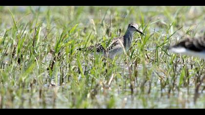 Orman düdükçünü