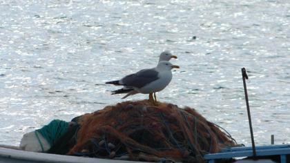 Van gölü martısı