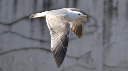 Van gölü martısı