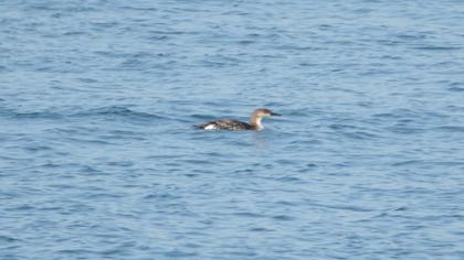 Karagerdanlı dalgıç