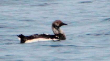 Karagerdanlı dalgıç