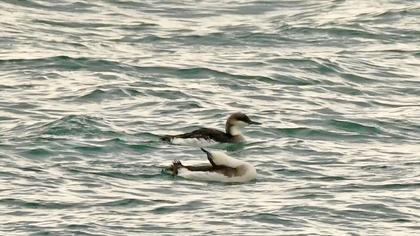 Karagerdanlı dalgıç