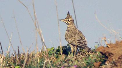 Crested Lark