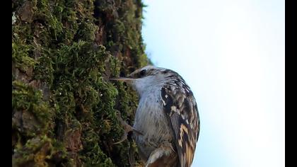 Bahçe tırmaşıkkuşu