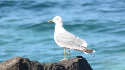 Küçük gümüş martı