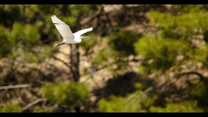 Küçük ak balıkçıl