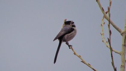 Uzunkuyruklu baştankara