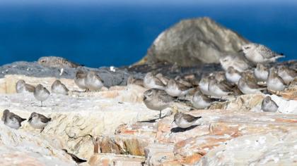 Karakarınlı kumkuşu