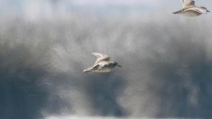 Küçük altın yağmurcun