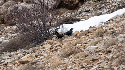 Sarıgagalı dağ kargası